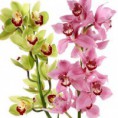 /album/fenykepgaleria/orchidea-jpg/